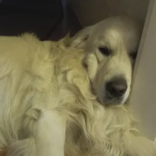 😔 Hund, schlafend, Tier, Haustier, Golden Retriever, süß, zahm telegram sticker