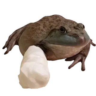 ❤️ rã, animal, anfíbio, meme, engraçado, meme da internet whatsapp sticker