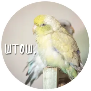 🤷‍♀️ ШТОШ. oiseau, perruche, perroquet, animal, animal de compagnie, autocollant telegram sticker