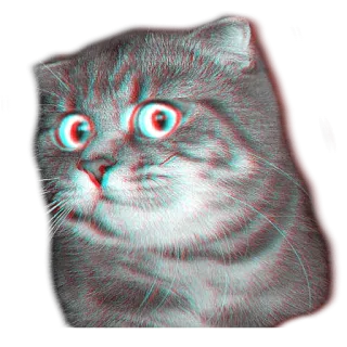 surprised cat telegram stickers