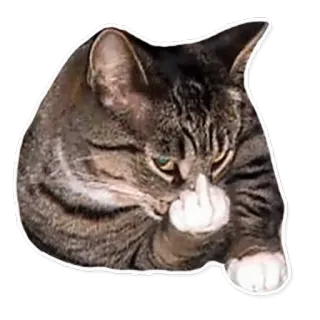 👆 cat, middle finger, offensive, rude, animal, meme telegram sticker