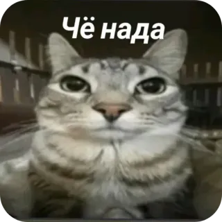 👍 Чё нада whatsapp sticker