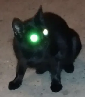 😶 cat, black cat, animal, pet, eyes, glowing eyes, night telegram sticker