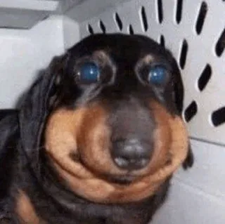 🧈 chien, teckel, animal, animal de compagnie, mème, drôle telegram sticker