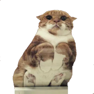 😔 cat, animal, pet, cute, funny telegram sticker