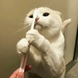 🐈 gatto, spazzolino da denti, dito medio, offensivo, meme, animale whatsapp sticker