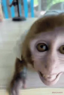 🐵 binatang, monyet, imut, primata whatsapp sticker