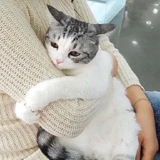😑 chat, animal de compagnie, animal, chat domestique, mignon, mammifère telegram sticker