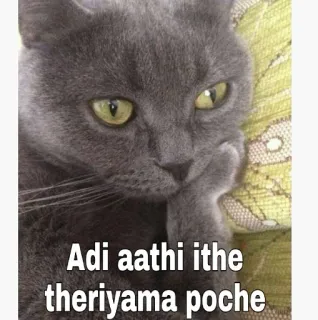 😁 Adi aathi ithe theriyama poche gato, meme, pensando, gato cinza, animal de estimação, animal telegram sticker