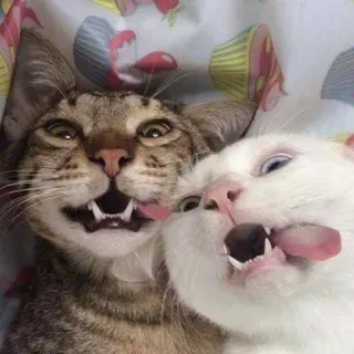 👬 猫, 猫咪, 可爱, 动物, 搞笑, 宠物 telegram sticker
