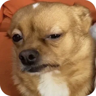 🫥 hond, chihuahua, grappig, meme, huisdier, dier, schattig telegram sticker