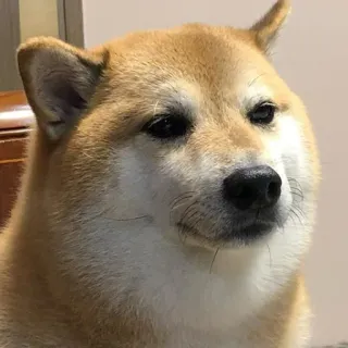 😶 Doge dog, shiba inu, meme, animal, pet telegram sticker