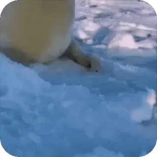🥰 urso polar, animal, gelo, neve, vida selvagem whatsapp sticker