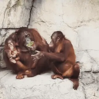 😠 Orangutan, Kera, Monyet, Binatang, Kebun Binatang, Mamalia whatsapp sticker