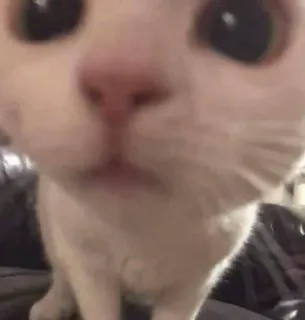 😳 猫, 動物, 白い猫, 可愛い, ペット, 家畜 whatsapp sticker