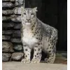 🤩