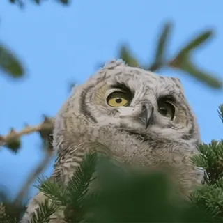 🦉 sowa, ptak, dzika przyroda, natura, zwierzę, ptasi telegram sticker