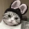 🐰