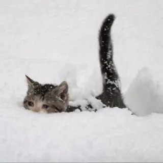 🐱 猫, 雪, 冬, 動物, 子猫, 寒い telegram sticker