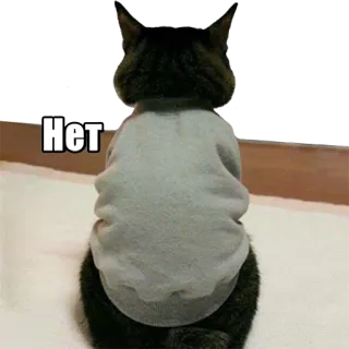 😑 Нет Katze, Pullover, Russisch, Nein, Tier, Meme telegram sticker