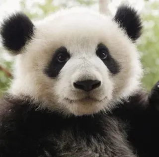 🤬 Panda, Animal, Mamífero, fofo, Vida selvagem, Natureza telegram sticker