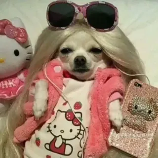 😎 perro, Hello Kitty, gafas de sol, peluca, lindo telegram sticker