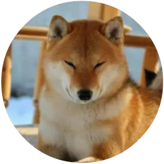 😈 dog, shiba inu, pet, animal, cute, meme telegram sticker