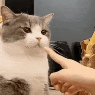 🐱 cat, animal, pet, cute, finger, touching, domestic cat whatsapp sticker