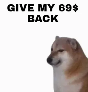 😭 GIVE MY 69$ BACK doge, 밈, 돈, 웃긴 telegram sticker