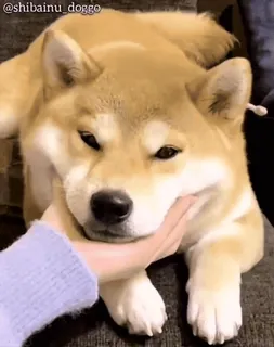 🦖 @shibainu_doggo chien, shiba inu, animal de compagnie, animal, mignon, toutou, mème telegram sticker