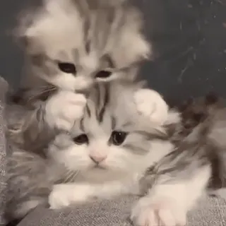 🥱 cats, kittens, cute, animals, pets, domestic animals telegram sticker