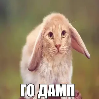 🤩 ГО ДАМП animal, cat, bunny, meme, funny telegram sticker