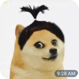 ⭐ Doge Doge Meme whatsapp sticker