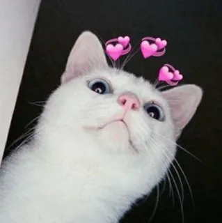 💞 gatto, gatto bianco, animale, cuori, carino, animale domestico telegram sticker