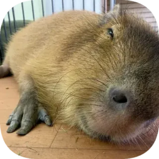 🫠 capybara telegram sticker