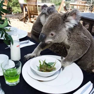 🐨 koala, dinner, animal, cute, eucalyptus, table setting, wildlife telegram sticker