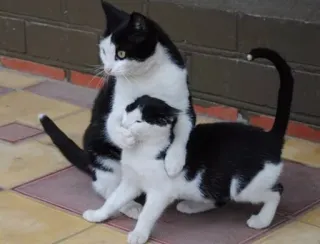 😶 Katzen, Tiere, Schwarzweiß, Süß, Haustiere, Katzenartige, Haustiere telegram sticker