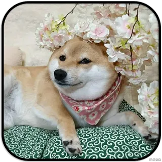 🙂 dog, shiba inu, flower crown, cute, animal, pet telegram sticker
