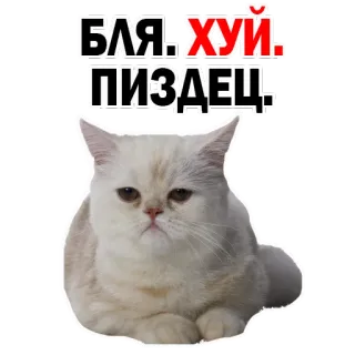 😔 БЛЯ.ХУЙ. ПИЗДЕЦ. gato, ofensivo, russo, palavrão whatsapp sticker