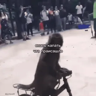 🌟 епать капать что присашло monkey, bicycle, funny, animal, street, crowd whatsapp sticker