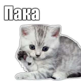 👋 Пака cat, kitten, cute, animal, grey, paws telegram sticker