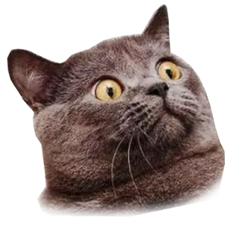 😱 猫, 動物, ペット, かわいい, ミーム whatsapp sticker