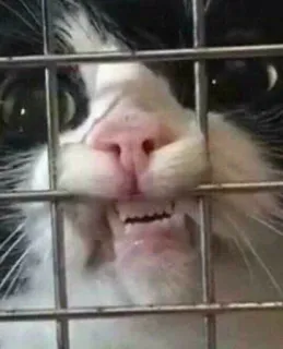 ✨ Katze, wütend, Tier, Käfig, lustig, Zähne, Haustier telegram sticker