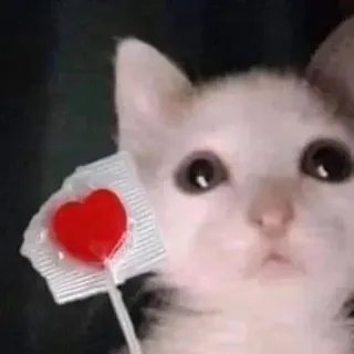 😍 猫, 子猫, ハート, 愛, キャンディ, かわいい, ペット, 動物 telegram sticker