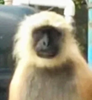 😑 aap, dier, primaat, schattig, wildlife, grijze langoer whatsapp sticker
