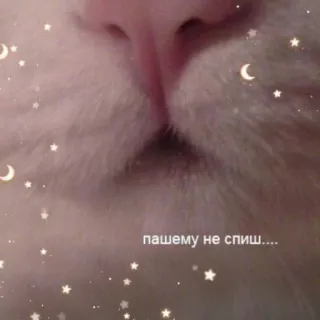 🐱 пашему не спиш.... แมว, ดาว, พระจันทร์, สัตว์, ง่วง whatsapp sticker
