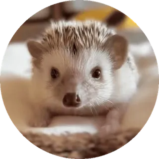 🌟 nhím, động vật, dễ thương, động vật có vú, thú cưng, có gai, động vật hoang dã telegram sticker