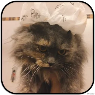 😔 chat, bonnet de douche, animal de compagnie, animal, mignon whatsapp sticker