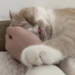 💕 猫, 睡觉, 宠物, 可爱, 动物, 手, 家猫 telegram sticker