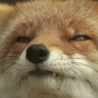 🦊 whatsapp sticker
